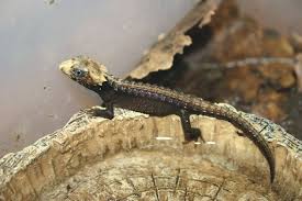 Full grown crocodile skink for sale. Red Eyed Crocodile Skink Care And Information Reptiles Magazine