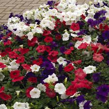The wave reference in the name describes the outward movement of the clump of flowers that grow extremely fast and cover a large. Easy Wave Spreading Petunia The Flag Flower Seed Mix