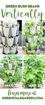 Grow Green Bush Beans Vertically Bush Beans Vertical Vegetable Garden Growing Vegetables