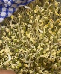 Hasilkan sendiri taugeh dengan menggunakan botol. Me Myself And I Cara Tanam Taugeh Di Rumah Di Musim Pkp