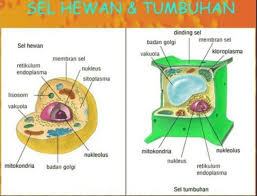 Check spelling or type a new query. Gambar Sel Hewan Dan Sel Tumbuhan Beserta Bagian Bagiannya Brainly Co Id