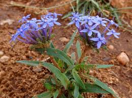 Image result for Otiophora angustifolia