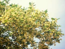 Image result for Acacia sieberiana