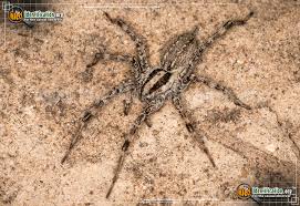 In california the wolf spider pardosa ramulosa is an important predator of leafhoppers. Grass Spider Agelenopsis Spp