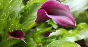 Ecco 5 idee perfette per dare una nuova vita alla propria casa editato in. Iper Elegante Si Nasce La Calla