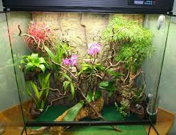 Reasons Why Real Chams Need Real Plants Chameleon Terrarium Chameleon Cage Real Plants