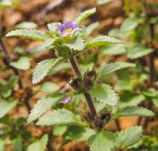 Image result for Stemodia serrata