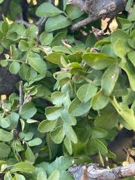 Image result for Haplocoelum foliolosum