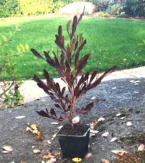 Image result for Dodonaea viscosa