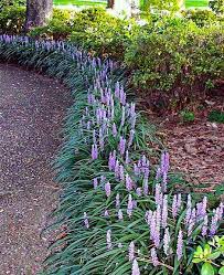 Big Blue Liriope In 2021 Liriope Muscari Landscaping Plants Plants