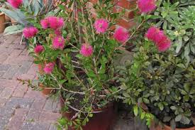 Image result for Callistemon