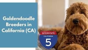 The puppies take on the best traits of both breeds. 29 Goldendoodle Breeders In California Ca Goldendoodle Puppies For Sale Animalfate