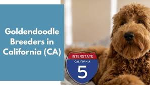 We raise our puppies in our loving home in mesa, az. 29 Goldendoodle Breeders In California Ca Goldendoodle Puppies For Sale Animalfate