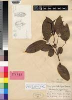 Image result for Landolphia buchananii
