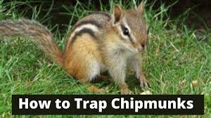 How to use chipmunk traps. How To Trap Chipmunks Youtube