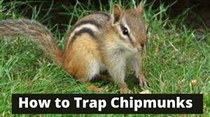 How to use chipmunk traps. How To Trap Chipmunks Youtube