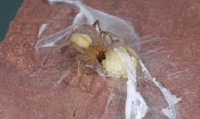 Image result for yellow sac spider bite skin