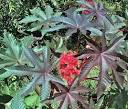 Castor oil plant