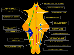 The cranial nerves emerge from the central nervous syst. Imaging Of Cranial Nerves A Pictorial Overview Insights Into Imaging Full Text