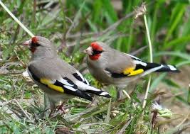 Oiseaux Le Chardonneret De L Himalaya Chardonneret Oiseaux Exotiques Chardonneret Oiseau
