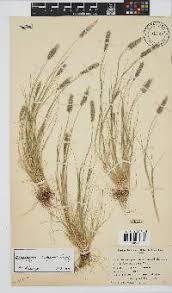 Image result for Enneapogon scoparius