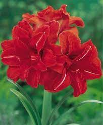 Amaryllis Red Peacock Royal Dutch Double Amaryllis Amaryllis Flower Bulb Index Amaryllis Flowers Bulb Flowers Amaryllis Bulbs
