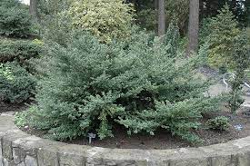 The shrub generally features rounded, glossy, dark green leaves that are only a little more than an inch long. Convex Leaf Japanese Holly Ilex Crenata Convexa In Vancouver Victoria Burnaby Penticton Coquitlam British Columbia Bc At Gardenworks