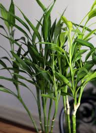 Image result for Dracaena sanderiana