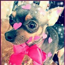 Dressing Up Your Pet And Taking Pics For Valentines Awww Pet Holiday Baby Dogs Chihuahua Love