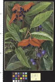 Image result for Sterculia subviolacea