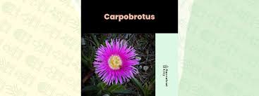 Image result for Carpobrotus