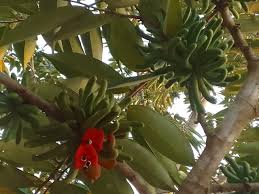 Image result for Olax pentandra