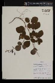 Image result for Kotschya uguenensis