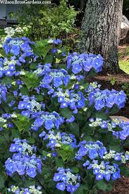 Image result for Ozoroa macrophylla