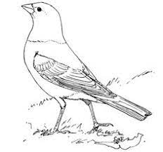 I'm really excited because a friend of mine convinced me to make coloring pages for this book and guess what!. 11 Best Burgess Bird Book Ideas Bird Book Bird Coloring Pages Free Printable Coloring Pages