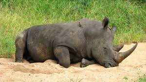 22.06.2021 11:58 uhr der kleine nashornbulle moses ist anfang juni tot zur welt gekommen. Nashorn Wilderei In Afrika Der Blutige Kampf Ums Horn Madiba De