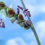 Image result for Paspalum plicatulum