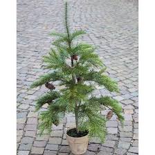 Votre sapin nordmann sera livré à votre domicile, gratuitement sur toute la région bruxelloise. Lot 2 X Sapin Nordmann Artificiel Avec Pommes De Pin En Pot 90 Cm 2 Pcs Sapin Artificiel Arbre De Noel Plastique Artplants Cdiscount Maison