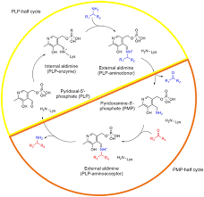 We explain what they are used for and recommend software that we know can. Frontiers Enhancing Plp Binding Capacity Of Class Iii W Transaminase By Single Residue Substitution Bioengineering And Biotechnology