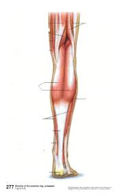 Learn vocabulary, terms and more with flashcards, games and other study tools. Posterior Leg Part 2 Diagram Quizlet