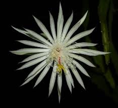 Listing is for night blooming cereus epiphyllum oxypetalum cactus orchid plant 10 + tall : Almost Eden White Orchid Cactus Epiphyllum Indoor Plants Almost Eden