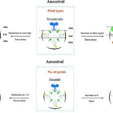 Image result for Englerodendron mengei