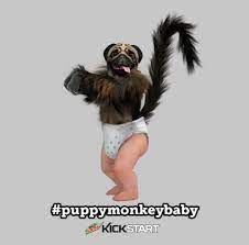 New Puppymonkeybaby Licensees Announced Joester Loria Group