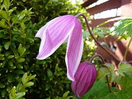 Check spelling or type a new query. Climber Clematis Alpina Willy In 8cm Pot Vines Climbing Plants