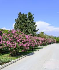 Image result for Nerium oleander