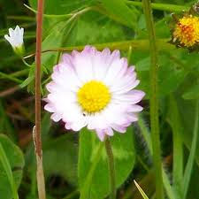 Image result for Bellis