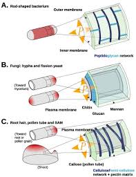 Check spelling or type a new query. Elongation And Shape Changes In Organisms With Cell Walls A Dialogue Between Experiments And Models Sciencedirect