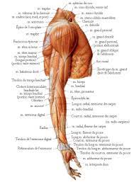 Maybe you would like to learn more about one of these? Anatomy Of The Upper Body Epigamic Fitness