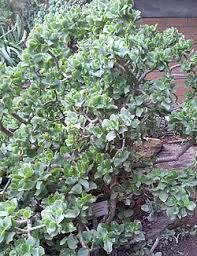 Image result for Crassula morrumbalensis