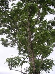 Image result for Burkea africana